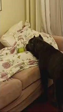 Crazy Dog Tricks That Will Blow your mind!