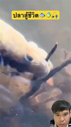 Fish fighting #animals #wildliferescue #wildlife #animals #fishing #fish #fish #shortvideo #viral...