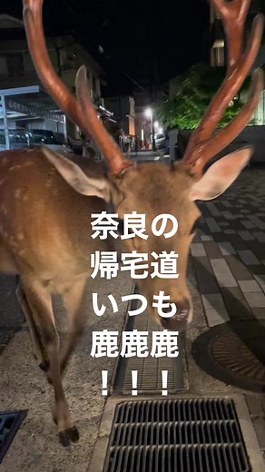 #奈良 #奈良の日常 #奈良移住 #動物 #かわいい #奈良おすすめ #奈良散策 #奈良観光