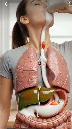 How Your Body Digests Strawberries and Milk | Realistic 3D Digestive System