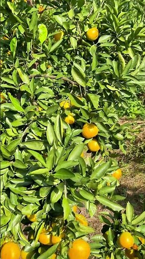 How sweet can homegrown oranges get? This harvest is so refreshing! 🍊