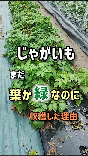 Why I harvested my potatoes while the leaves were still green