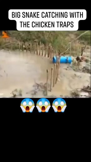 4.2M views · 24K reactions | Big snake catching with live chicken #reelsfb #reels #facebookreels #trending #ctto | Mamertz Magbanua | Facebook