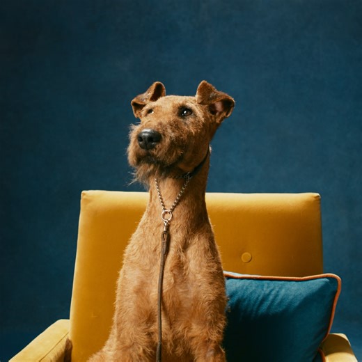 Get swept up in the competition of the biggest dog show on Earth with the two-part doguseries Top Dogs, premiering January 30. Only on #AppleVisionPro. | Apple TV