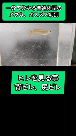 Determining the sex of medaka fish (male and female)