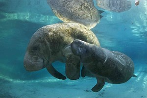 Coexisting with Florida Manatees