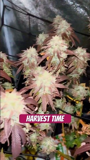 Harvest Time XXL LST Scrog #420 #seedtoharvest #crazybud