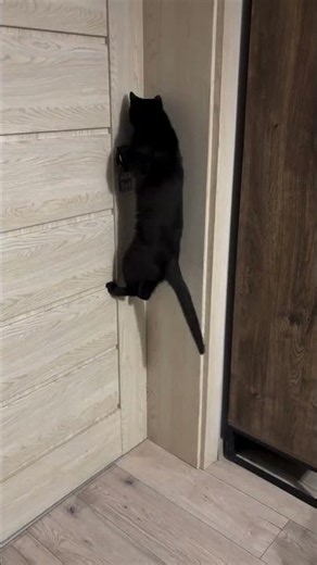 SMART Cat Opens CLOSED Door Alone! 😺