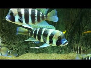 Young Cyphotilapia frontosa "7 stripes" Kigoma WC breeding group overview - PISCES