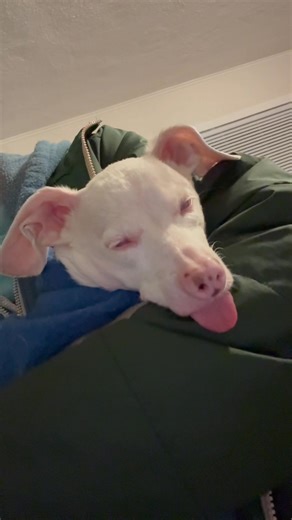 A very sleepy goodnight video from a very sleepy pink dog.🩷 | Piglet, the deaf blind pink puppy.