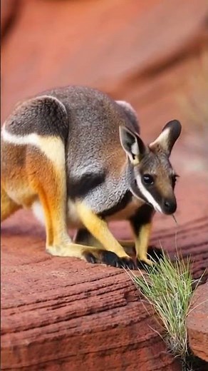 Discover the Hidden World of the Yellow-footed Rock Wallaby 🐾