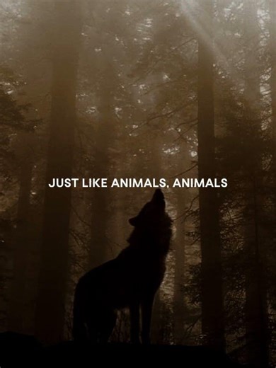 animals #lyrics #music