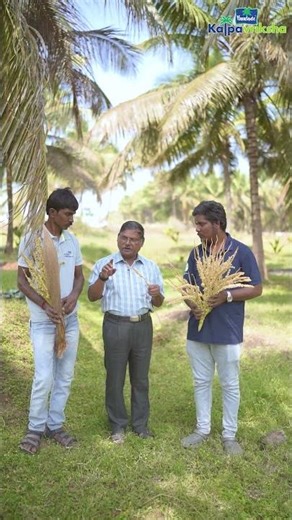 Structure & importance of female flowers in coconut inflorescence