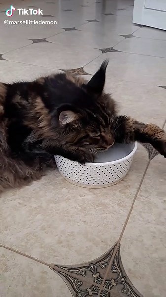 Марсель (@marsellittledemon)’s videos with оригинальный звук - Марсель