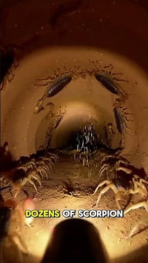 The Underground World Nobody Has Ever Seen Before 🦂 #Wildlife