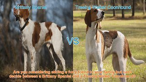 Brittany Spaniel vs. Treeing Walker Coonhound: A Detailed Breed Comparison