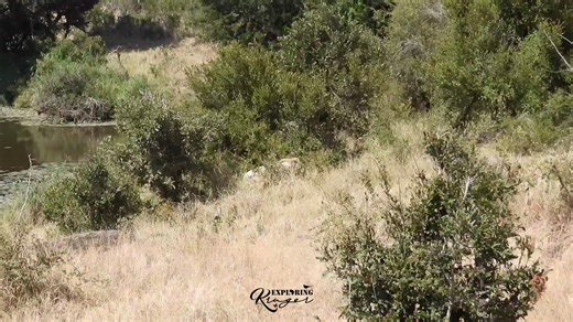 CASPER vs ELEPHANT Casper first tried to hide from the elephant heading to the water but they got a little to close to each-other and Casper very quickly moved along as the elephant went down to the water. Please FOLLOW-SHARE_LIKE as we grow our audience with our sightings from the Kruger National Park. Exploring Kruger - Safari Adventures in Kruger Park @followers @topfans Nikon SIGMA Graeme Mitchley Wild Lions Lions of Africa Latest Sightings - Kruger | Exploring Kruger