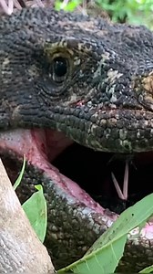 19K views · 136 reactions | #KomodoDragon #Komodo #KomodoIsland #KomodoDragons #Wildlife #EndangeredSpecies #Reptiles #DragonsOfTheWorld #Nature #WildlifeConservation #ReptileLovers #KomodoNationalPark #ExoticAnimals #WildlifePhotography #KomodoDragonFacts #SaveTheKomodo #LizardLife #NatureLovers #RareSpecies #AdventureTravel | Ethan Hayes | Facebook