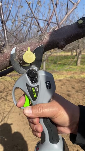 Apple 🍎 tree pruning shears for more growth #gardening #stysifiying #tiktok #viral #shorts