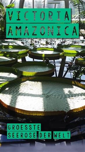 Victoria amazonica - die größte Seerose der Welt!