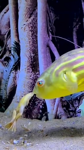 236K views · 1.5K reactions | Fish eat frog#reelsvideoシ #mmoreel #reelsviralシ #cambodia2024 #foryoupagereels #reelsfypシ #reels2024 #foryoupagereels #seafishinglife #usareels #StarsEverywhere | Animal Century | Facebook