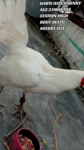 #family #labanpilipinas #reels #rooster #whitehatch #anak #sweater #hennykristianus #labanpilipinas #reels #reels #rooster