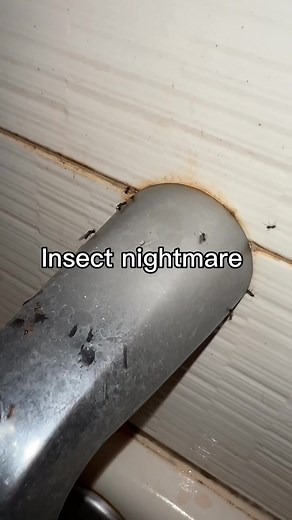 Dealing with Ant Infestations: Tips for Reptile Keepers