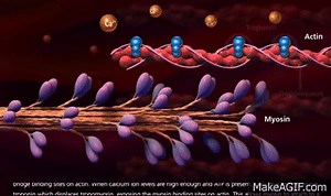 Muscle Contraction Process: Molecular Mechanism [3D Animation] on Make a GIF