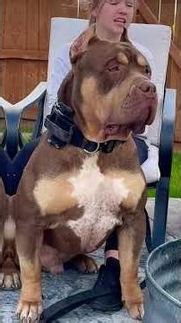 Top 5 Dangerous Dogs That Can Defeat a Wolf 🐺🔥