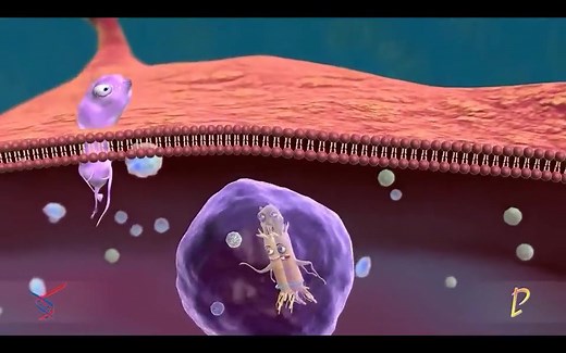 【搬运】免疫反应 Toll样受体TLR信号通路