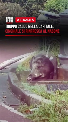 Caldo a Roma, perfino i cinghiali cercano refrigerio: il video al "nasone" di Saxa Rubra 🐗💦