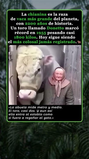 🐂La vaca más colosal del mundo y la abuela que no se inmuta🐂