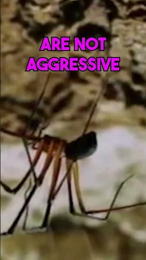 Tasmanian Cave Spider: Large but Harmless #firstaid #injury