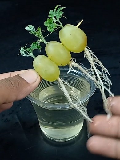 How to Grow Grape Trees from Cuttings Easily