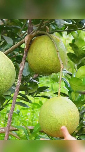 1.3K views | grapefruit harvest for sale | Bundaa Bercerita | Facebook