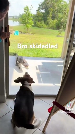 What did I just create #animals #alligator #dog #funny