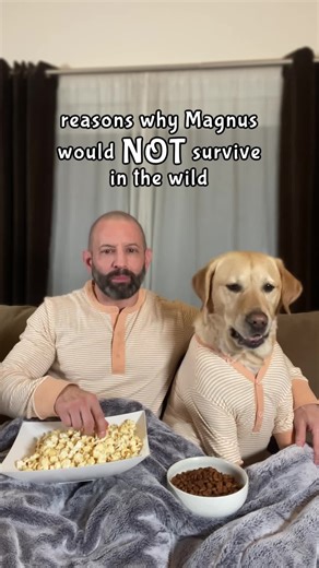 129K views · 2.3K reactions | Reasons why my dog would NOT survive in the wild! #relatable #dog #labrador #dogdad #doglife #Magnus | Magnus The Therapy Dog | Facebook