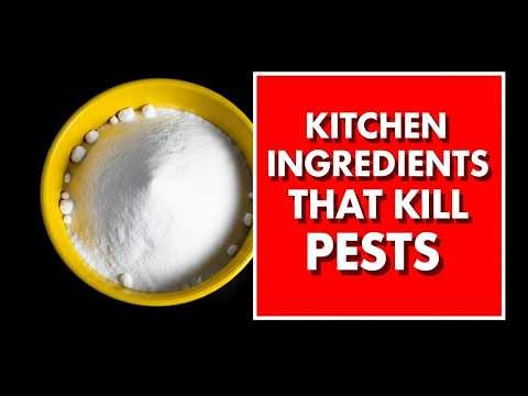 Kitchen Ingredients That Kill Pests Naturally (No Chemicals)