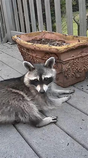 This raccoon didn’t get the memo… he thinks he’s a DOG! #cute #raccoonvideos #funny #wildlife