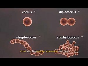 Bacterial Shapes Explained: Cocci, Bacilli & Spirilla _ Biology Basics
