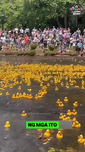 1.1K reactions · 11 shares | Rubber duck race #rubberdickrace, #duckrace, #moreviews | Jamm Boss | Facebook