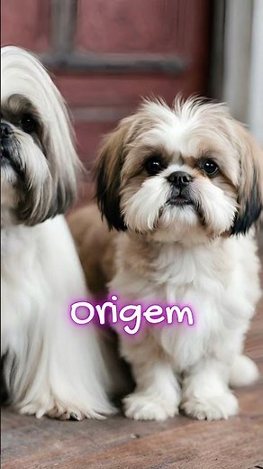 Shih Tzu vs. Lhasa Apso: Descubra as Diferenças (ou Seriam Semelhanças?)
