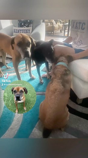 60 reactions · 17 shares | Our gentle giant BROWNIE the #Boxer is...