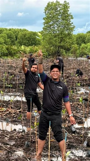 Tree planting at Kuala Sepetang