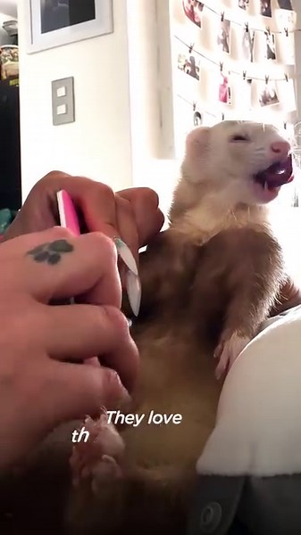 1.8M views · 44K reactions | 5 ferret siblings love to wrestle with their cat brother and go with Mom to the beach  | The Dodo | Facebook