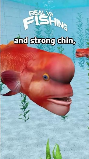 3 Wild Facts About the Asian Sheepshead Wrasse🐟🧠