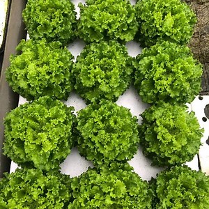 [Hot Item] XPS Floating Raft Floating Plate Hydroponic Raft System for Floating House Equipment