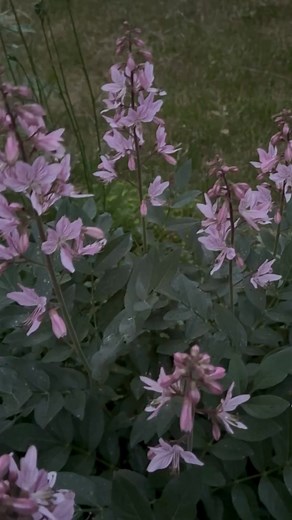 🔥🔥 Meet the Gas Plant (also called Burning Bush or Dictamnus), one of the most fascinating perennials you’ll ever grow. On warm summer evenings, this plant releases aromatic oils around its flowers. And here’s the wild part: if you carefully hold a flame near (not on) the flowers, the air around them can ignite with a tiny blue flash, like a little fairy-spark of nature. The plant itself doesn’t burn, just the scented oils around it. | DutchGrown