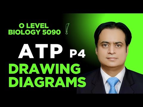 Drawing Diagrams Biology ATP P4