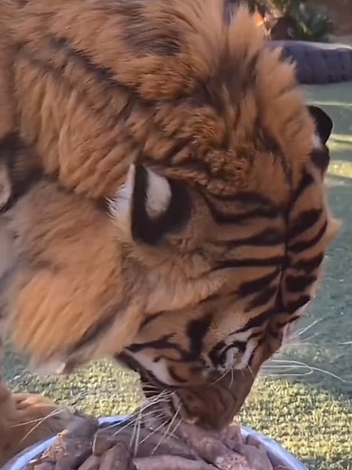 L'histoire incroyable du tigre de Sibérie